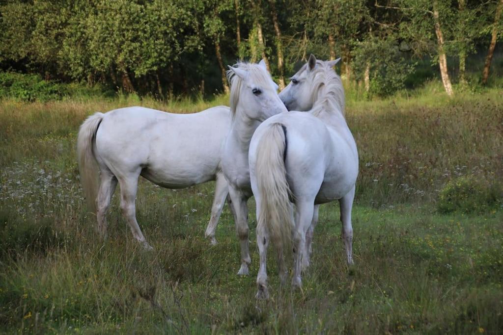La Petite Bretonne Villa Plounerin Exteriör bild